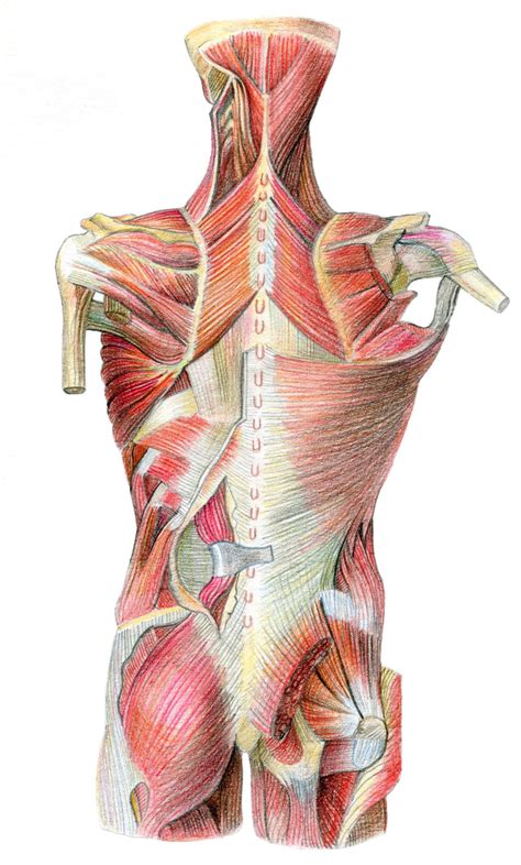 Anatomy Slides Template - astra.edu.pl
