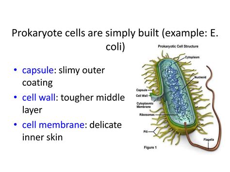 prokaryoteseukaryotes-.pptx
