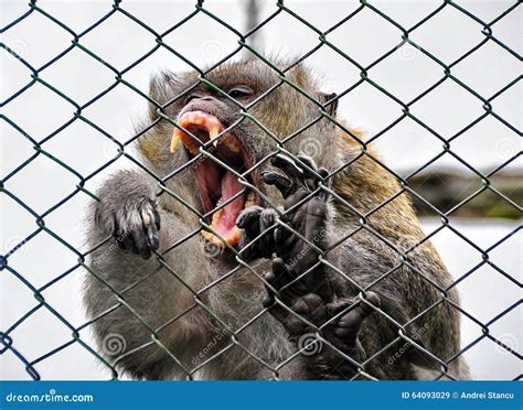 Monkey in cage stock image. Image of animal, fight, forbidden - 64093029