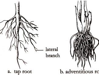 Image result for Tap Root Modifications