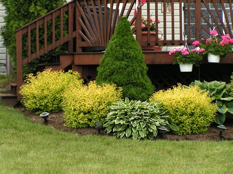 Best Dwarf Shrubs For Front Of House at Micheal Warren blog