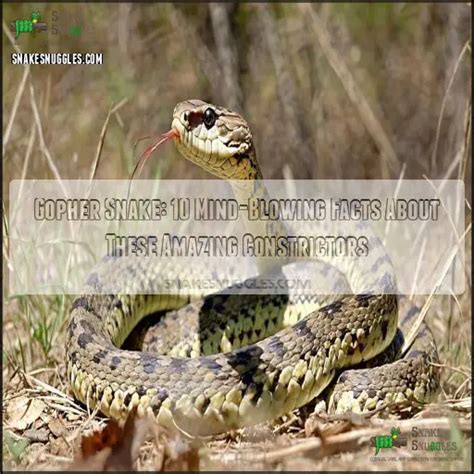 Image result for Gopherhawk Snake Probe