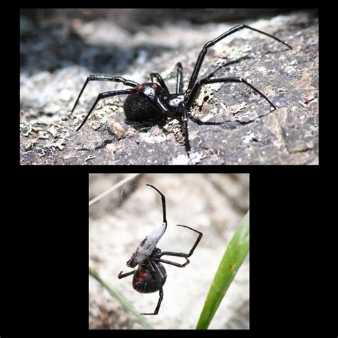 A couple northern black widows (latrodectus variolus) found today in ...