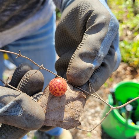 Spotted Oak Apple Gall Wasp from Noble and Gregory Ridge, Kansas City ...