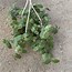 Image result for Bunny Belly Plant