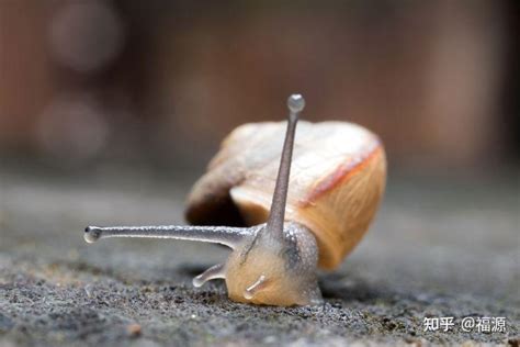 有一种软体动物象蜗牛,但没有壳,它的名字叫什么?_百度知道