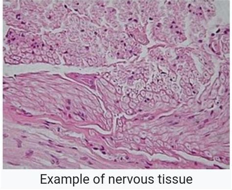 (or) (16) DRAW NEAT AND CLEAN DIAGRAM OF NERVOUS TISSUE AND LABEL IT ...
