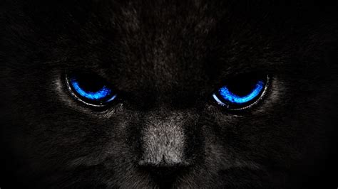 🔥 [50+] Black Cat Eyes Wallpapers | WallpaperSafari