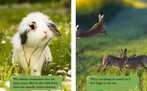 Epic Rabbit Facts for Kids: Fascinating Photos & Interesting Info for ...