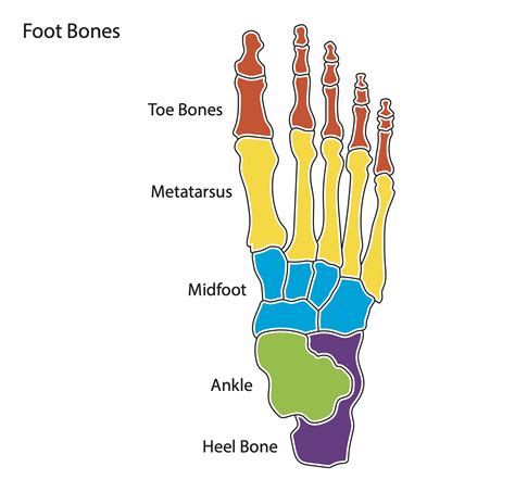 Anatomy Of The Foot Bones