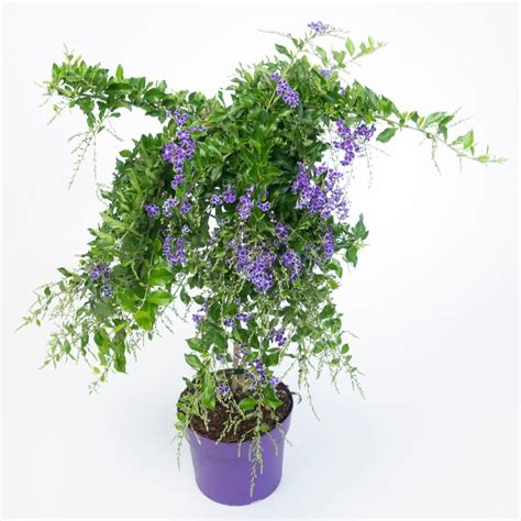 Go4plants Duranta Golden Live Plant with pot : Amazon.in: Garden & Outdoors