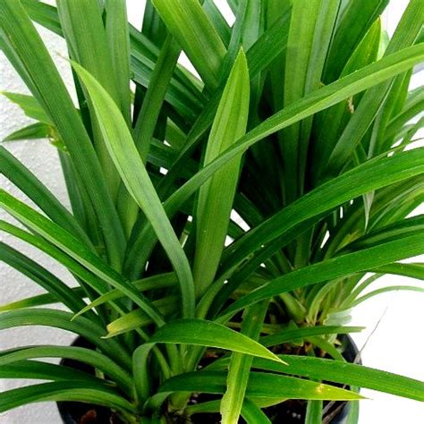 Buy Pandanus Amaryllifolius Plant - Rambha Plant online at best price