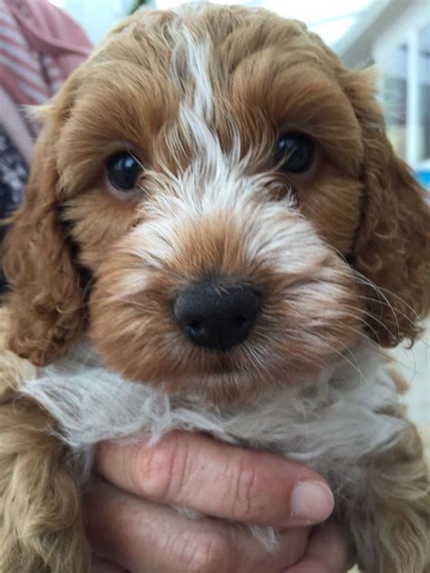 Image result for Apricot Cockapoo Adult