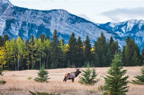 Velvet Elk Antler Supplement: Meaning, Benefits, Concerns, and More ...