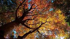 Tree Wallpaper by 40 Hd Tree Wallpapers Backgrounds For Free Tree Wallpaper