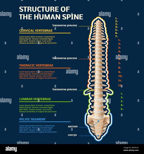 Human Backbone Evolution Chart 的图像结果