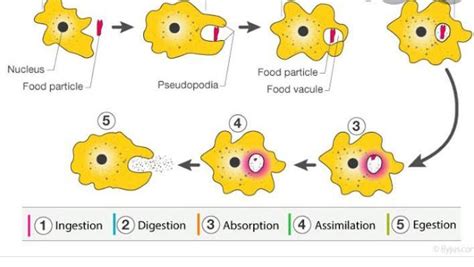 Diagram of Nutrition in Ameoba - Brainly.in