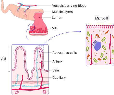 What Increases Surface Area Of Small Intestine