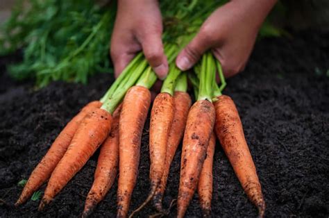 How To Grow And Care For Hydroponic Carrots (With Pro Tips)