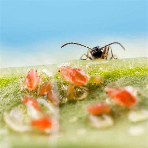 What Eats Aphids: Aphid Eating Bugs And Predators