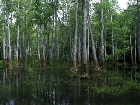 Prentice Bond Macon Ga