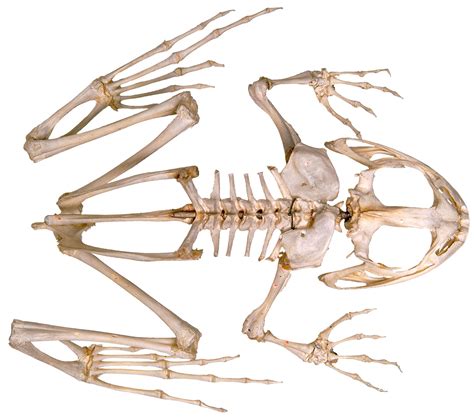 Frog Skeleton | Inside of a Frog | DK Find Out