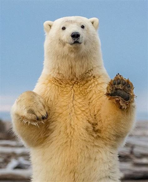 美北极熊幼崽镜头前秀舞姿憨态可掬：熊之舞萌翻众人_新浪图片