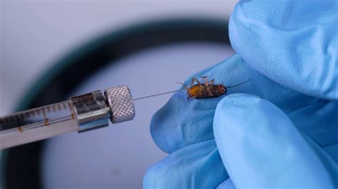 How to Dissect a Cockroach 的图像结果