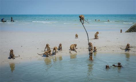 地方野生猴子游泳并且演奏华欣海滩 库存照片. 图片 包括有 生活, 理发店, 本机, 奔忙, 厨房, 投反对票 - 70974818