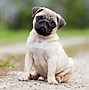 Image result for 20 Cutest Dog Breeds
