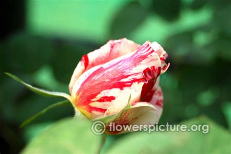 White roses-Varieties with Name