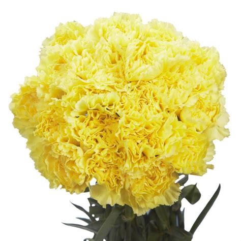 Yellow Carnation Flower Meaning
