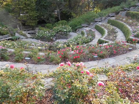 17 Berkeley Rose Garden Ideas Worth a Look | SharonSable