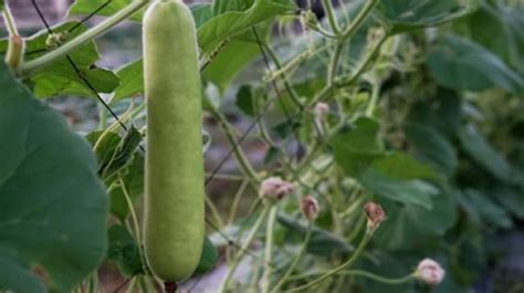 Vegetables | Syngenta