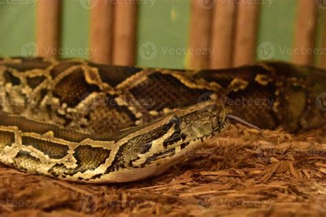 Image result for Burmese Python Head