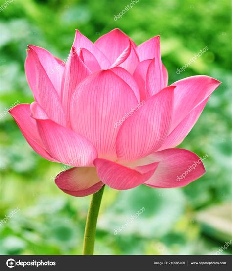 Beautiful Pink lotus flower in blooning — Stock Photo © krongkrang26 ...