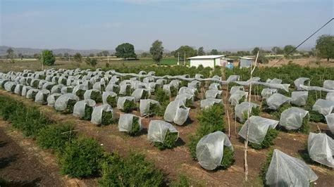 Plant Grow Cover – Grow Cover