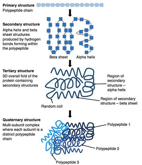 Protein Structure | Biology and Biochemistry for MCAT