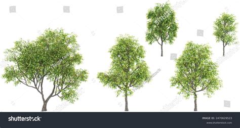 Image result for Tree Drawing Transparent Background
