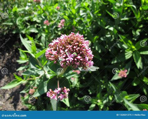 Red Valerian, Centranthus Ruber Stock Image - Image of ruber, spur ...