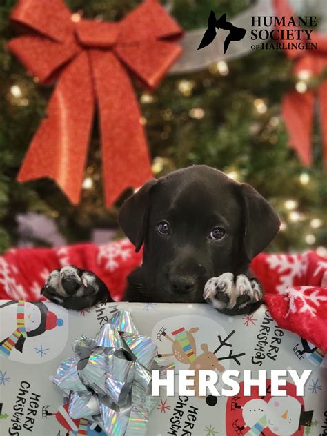 Humane Society of Harlingen (@hshtxorg) / Twitter