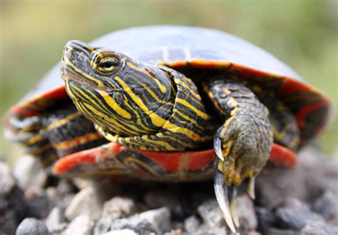 How Long Do Painted Turtles Live? A Complete Lifespan Guide