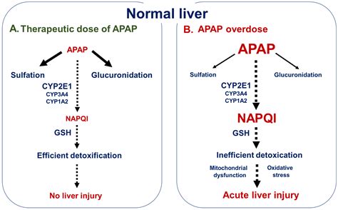 Acetaminophen In Liver Failure at Virginia Olsen blog