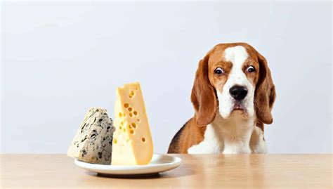 Can Dogs Eat Cheese? Know The Best 7 Types of Cheeses To Give