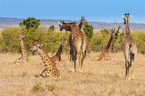 两只长颈鹿和一个印度侍从坐在大草原上 - 雅克·劳伦特·阿加斯 - 画园网