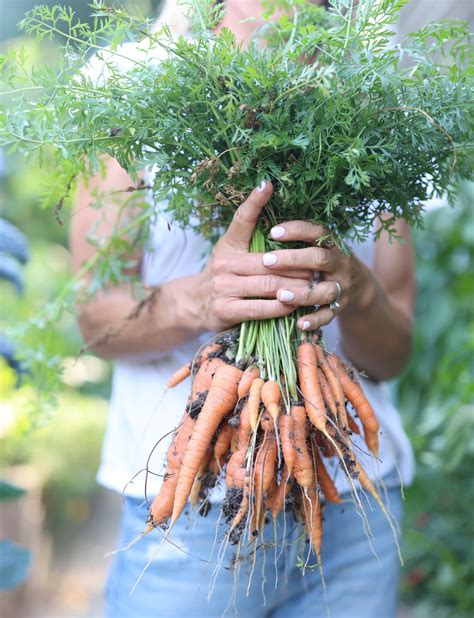 3 Signs Your Carrots Are Ready to Be Harvested from the Garden • Gardenary