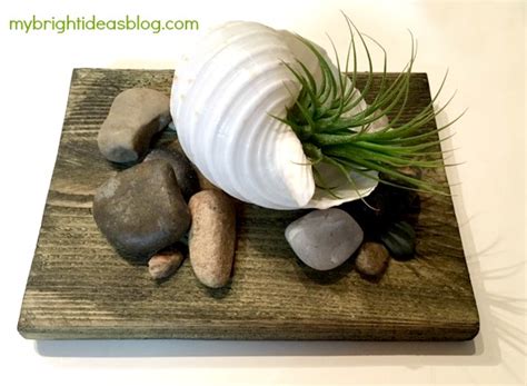 Air Plant Display Ideas 的图像结果