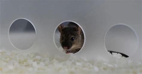 Discrimination Learning 的图像结果