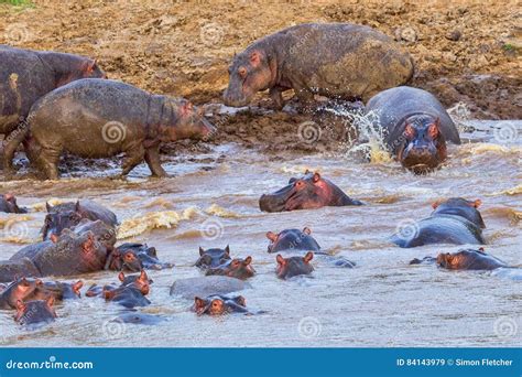 Hippopotamus In Plural
