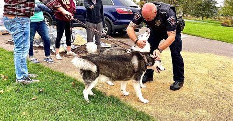Good Samaritans save dogs from house fire in Cottage Grove | FOX 9 ...